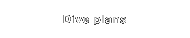Dive plans